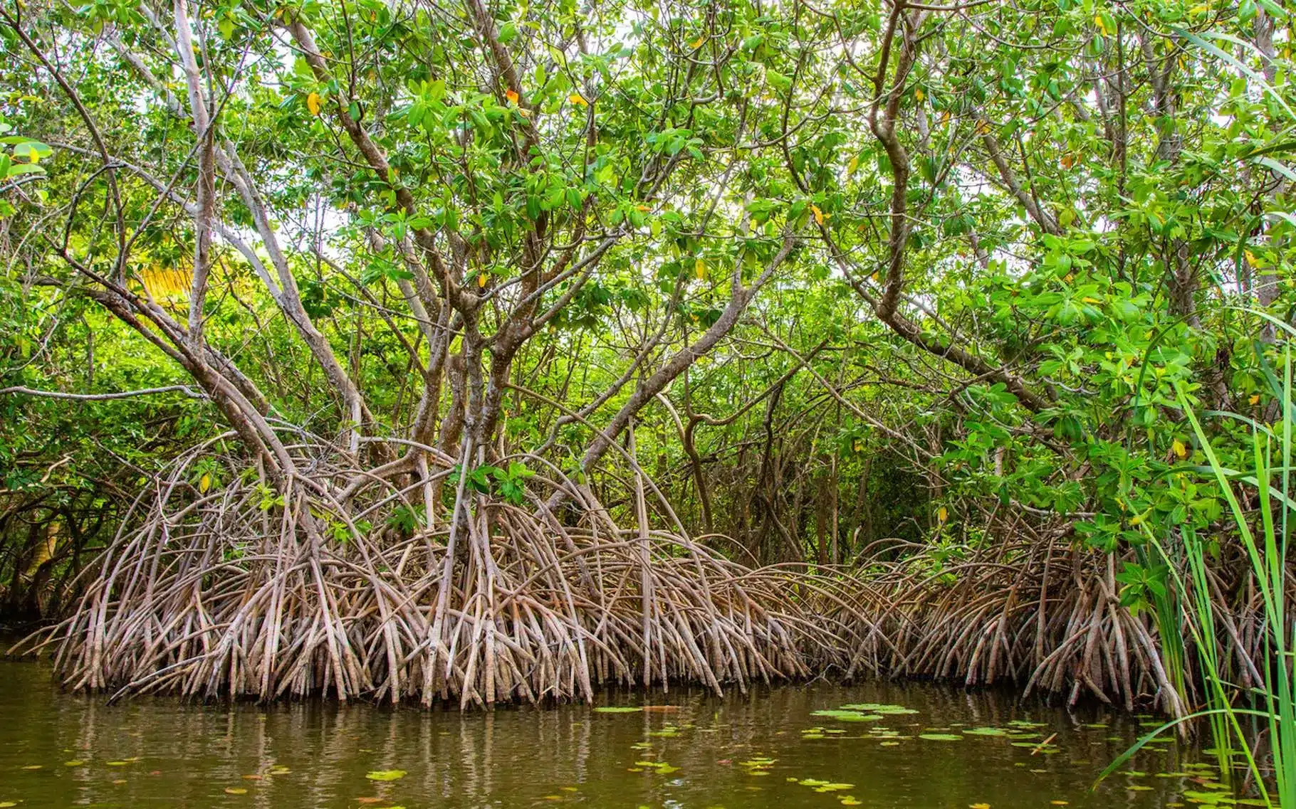 Mangrove – Palétuvier rouge