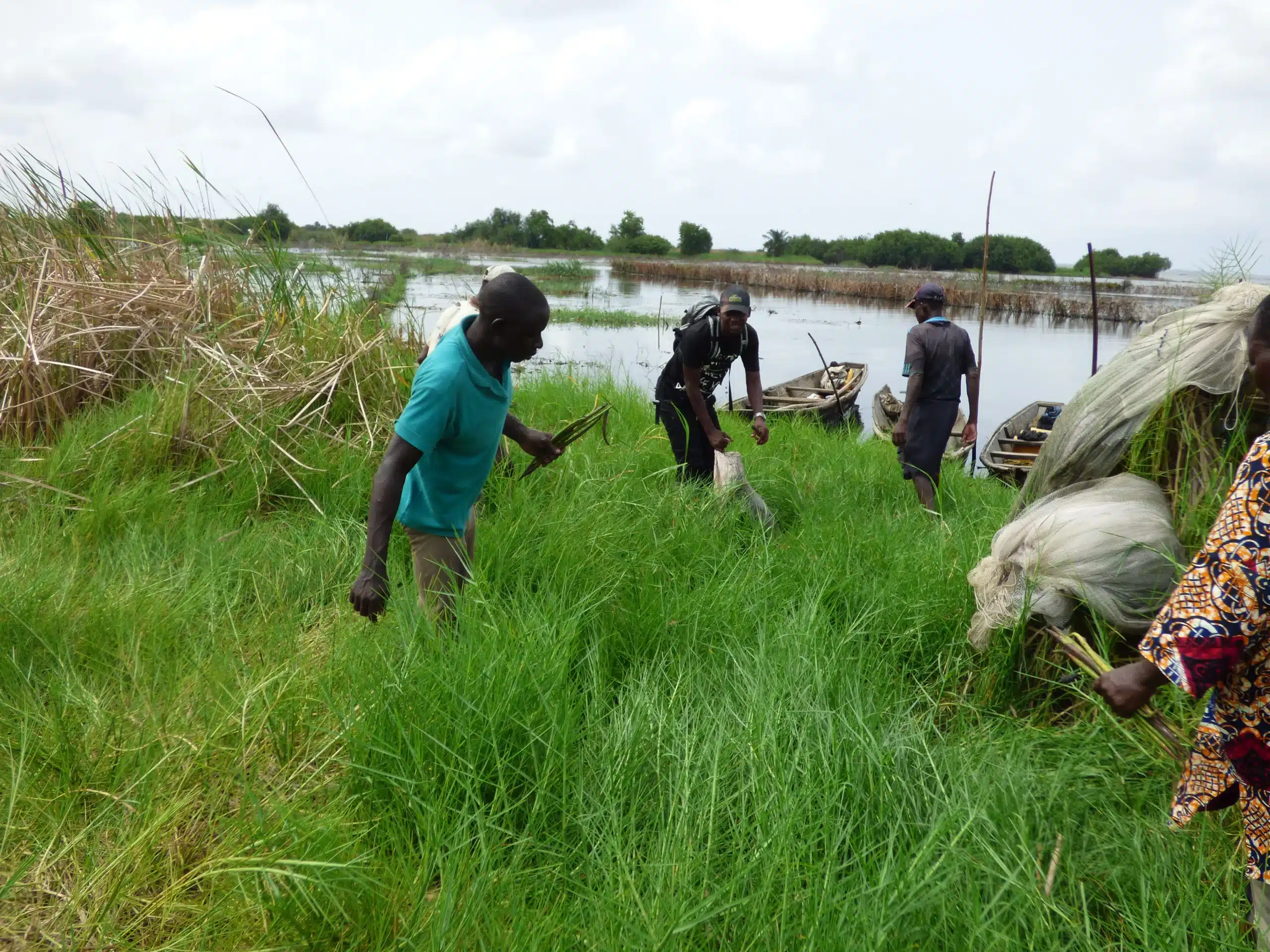 Reboisement de la mangrove