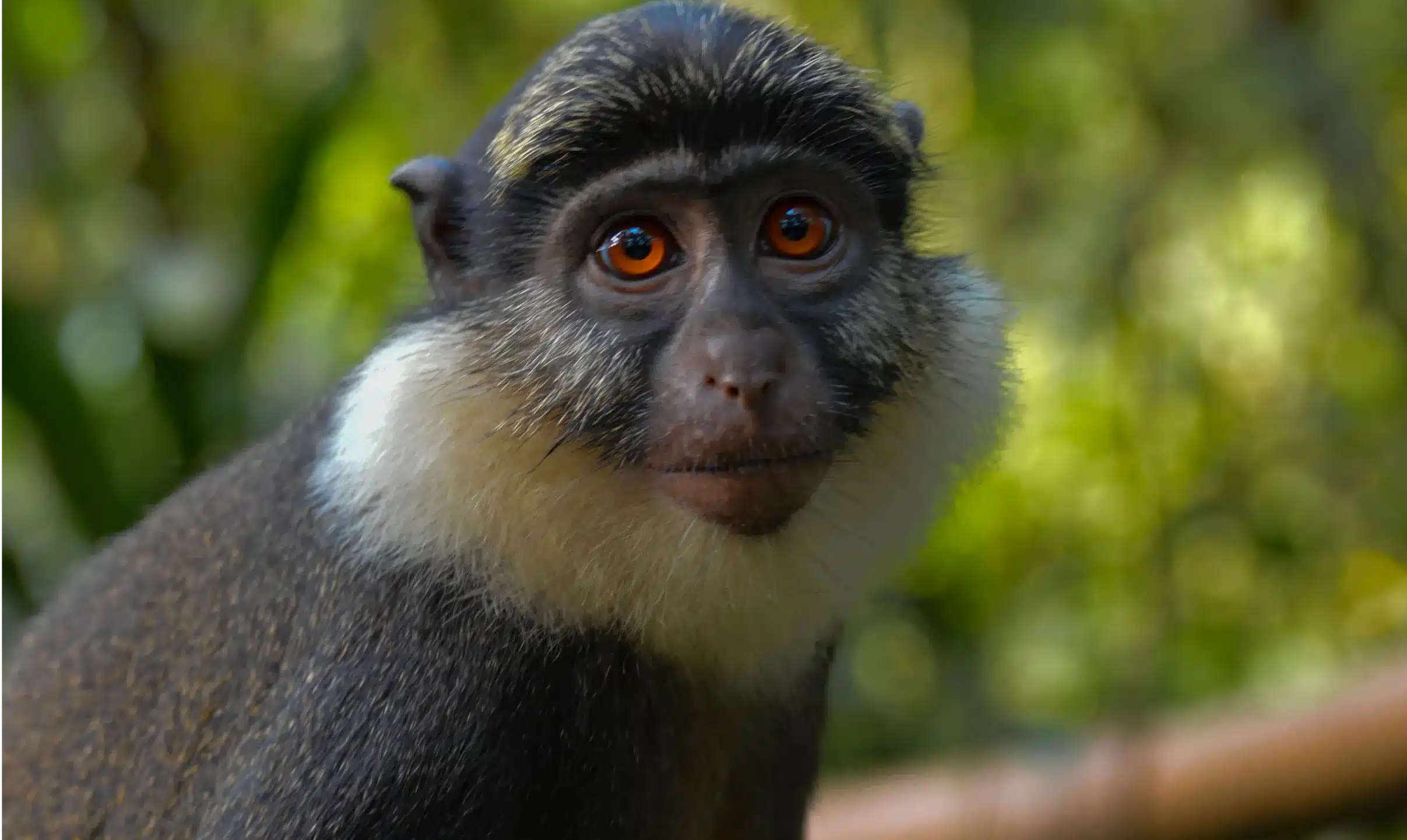 Singe à ventre rouge