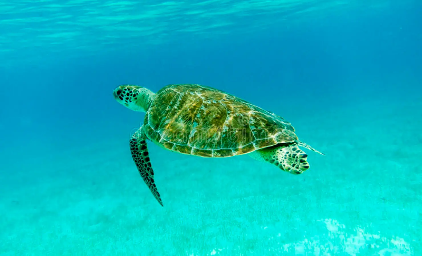 Tortue verte