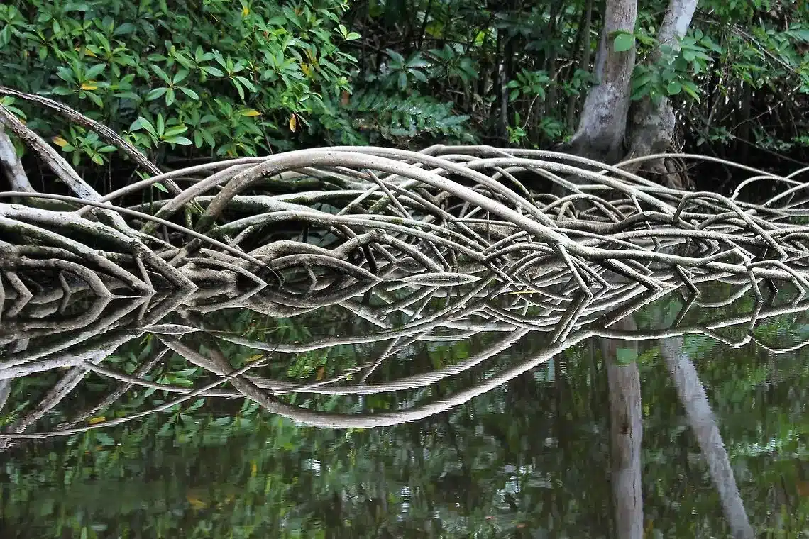 Mangrove – Palétuvier blanc