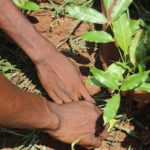 Plantation d'un des plants par Ecodi