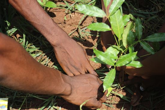 Plantation d'un des plants par Ecodi